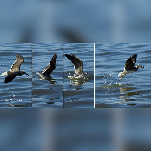 Rencontre avec le photographe M. Melhem