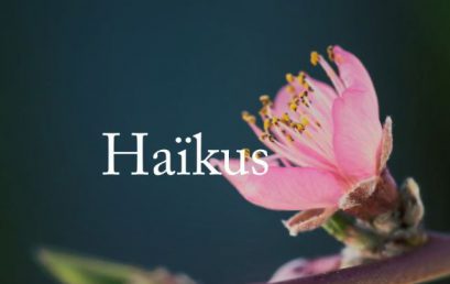 La cueillette des Haïkus 