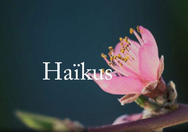 La cueillette des Haïkus 